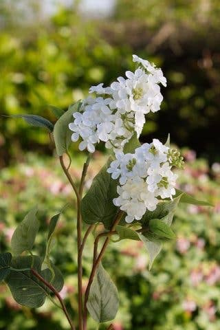 Double Headed White Lilac Stems