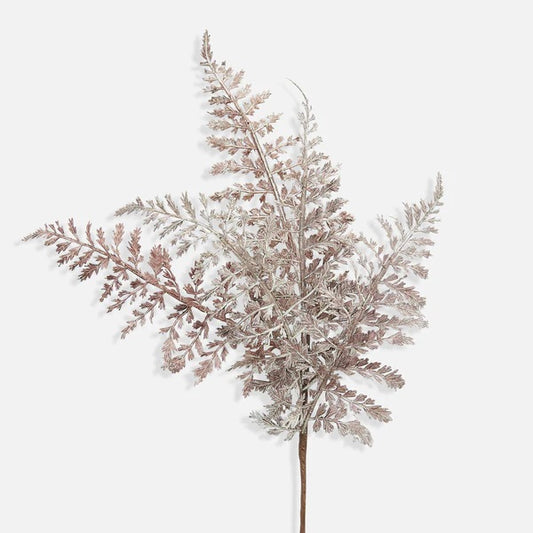 Fern Bush Purple Stem