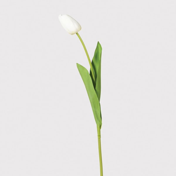 White Tulip