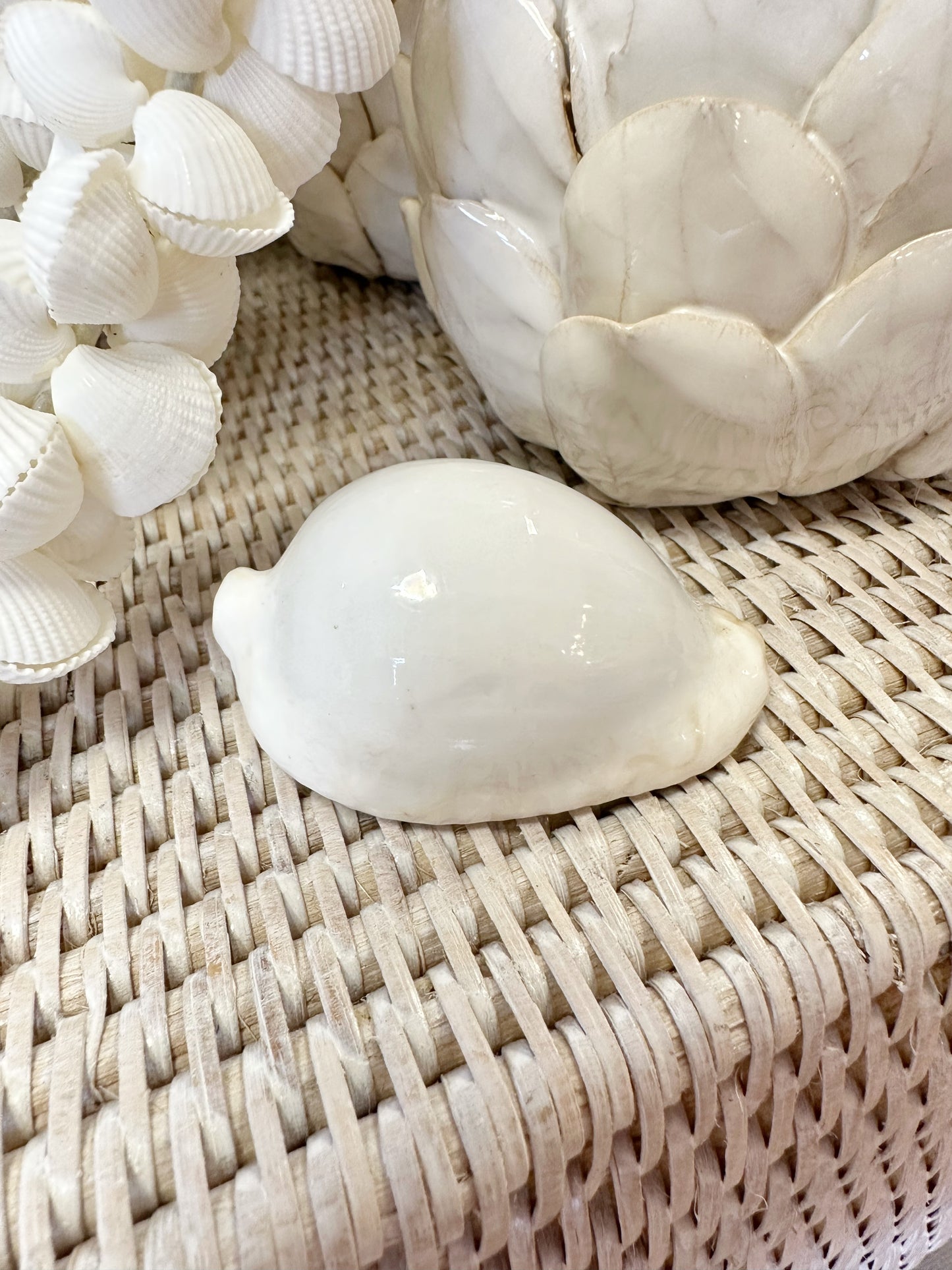 White Ovula Shell