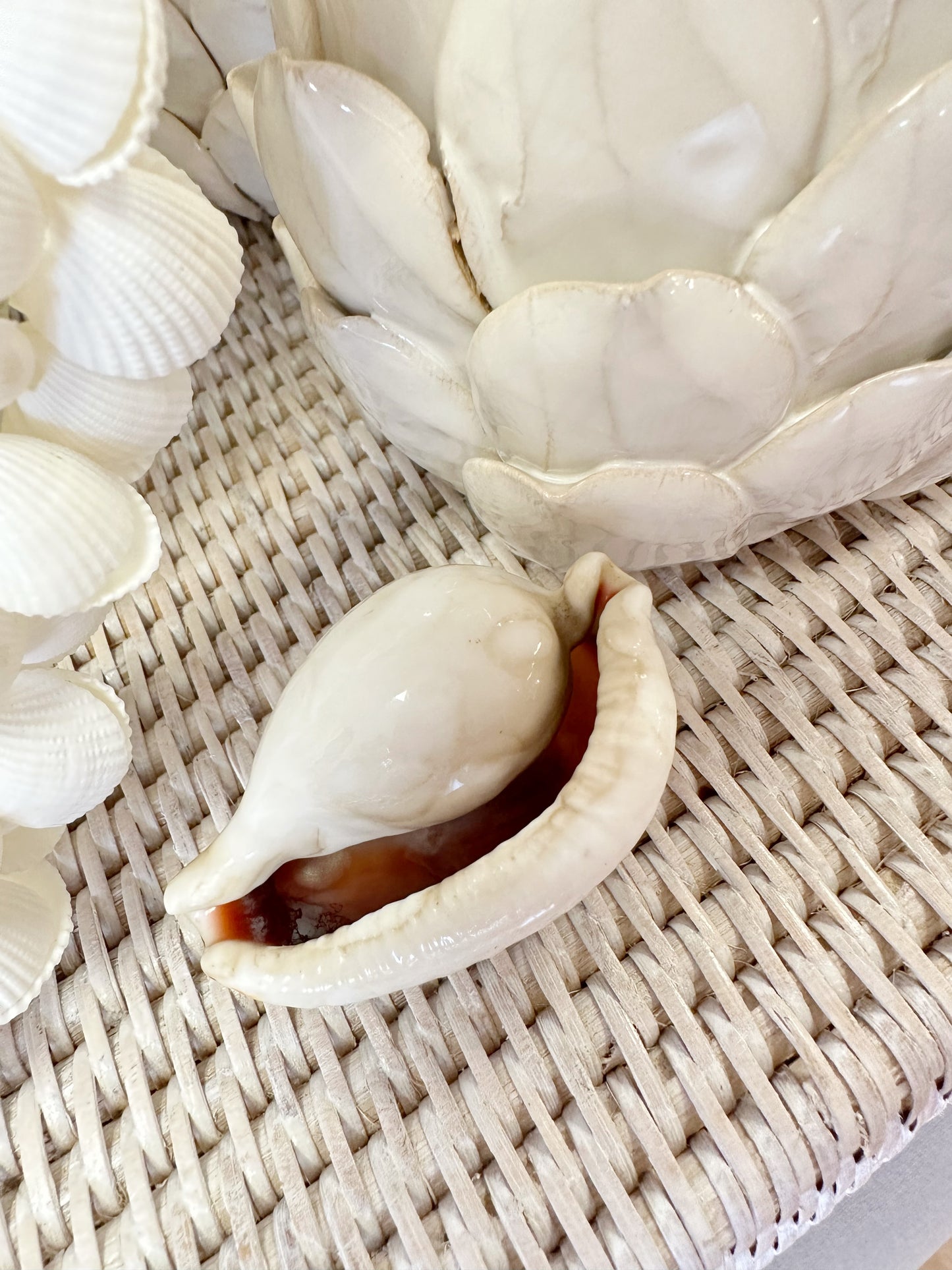 White Ovula Shell
