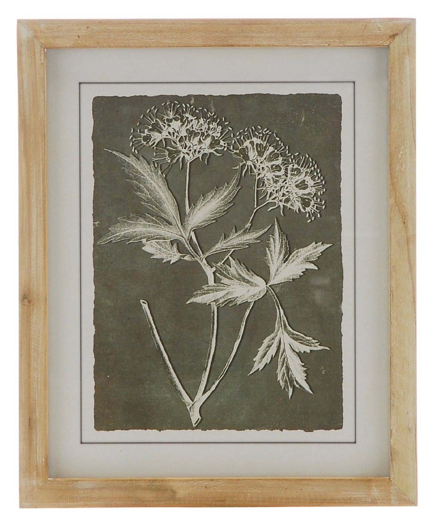 Framed Botanical Prints