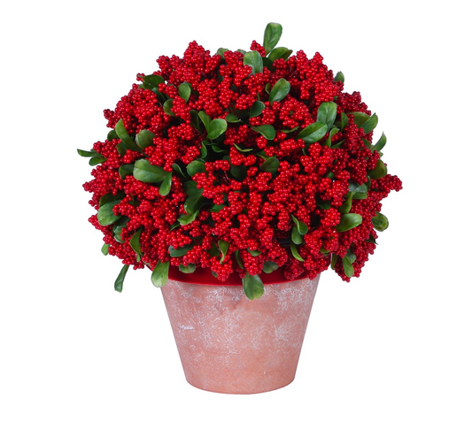 Red Berry Potted Plant