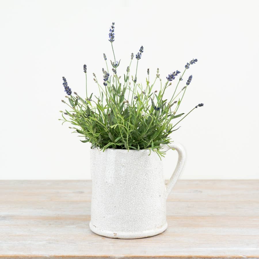 Jolee Jug, 22cm
