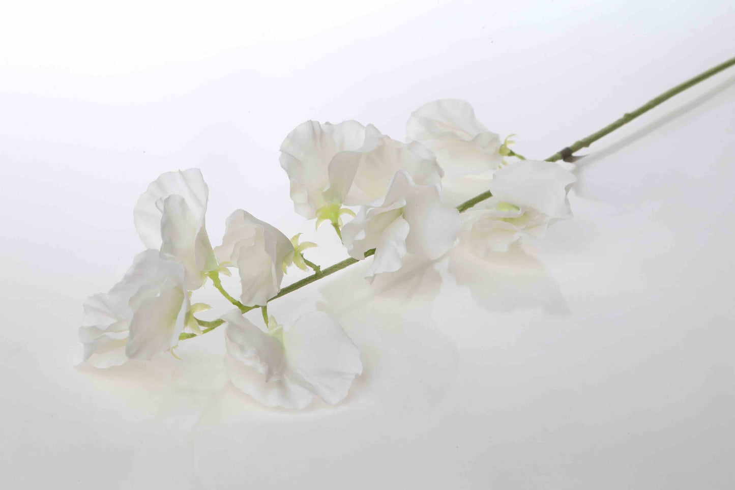 White Sweet Pea