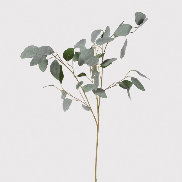 Silver Dollar Eucalyptus