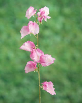 Artificial Pink Sweet Pea
