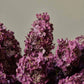 Purple Hydrangea Paniculata Stem