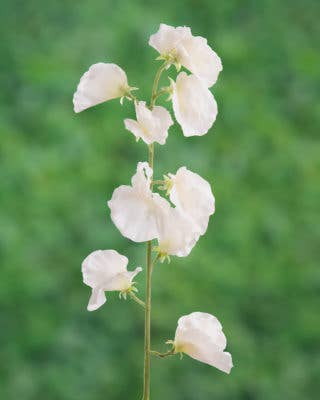 Artificial White Sweet Pea