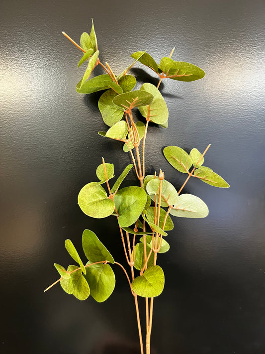 Eucalyptus small leaf stem