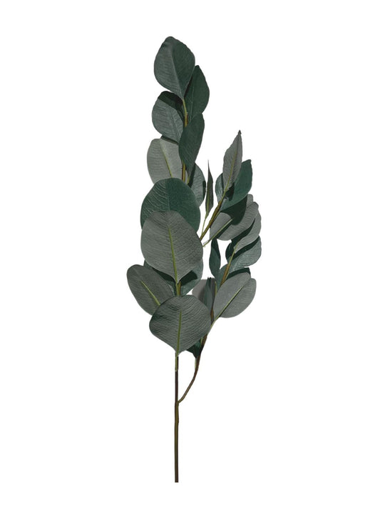 Eucalyptus Stem