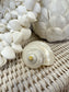 Turbo Silvermouth Shell