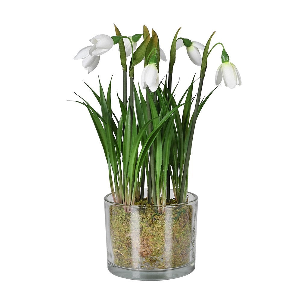 Snowdrop Plant In Glass