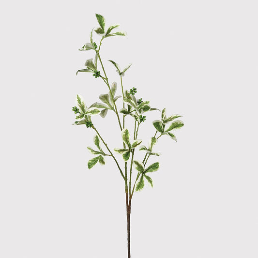 Variegated Ficus Leaf Stem