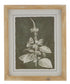 Framed Botanical Prints 