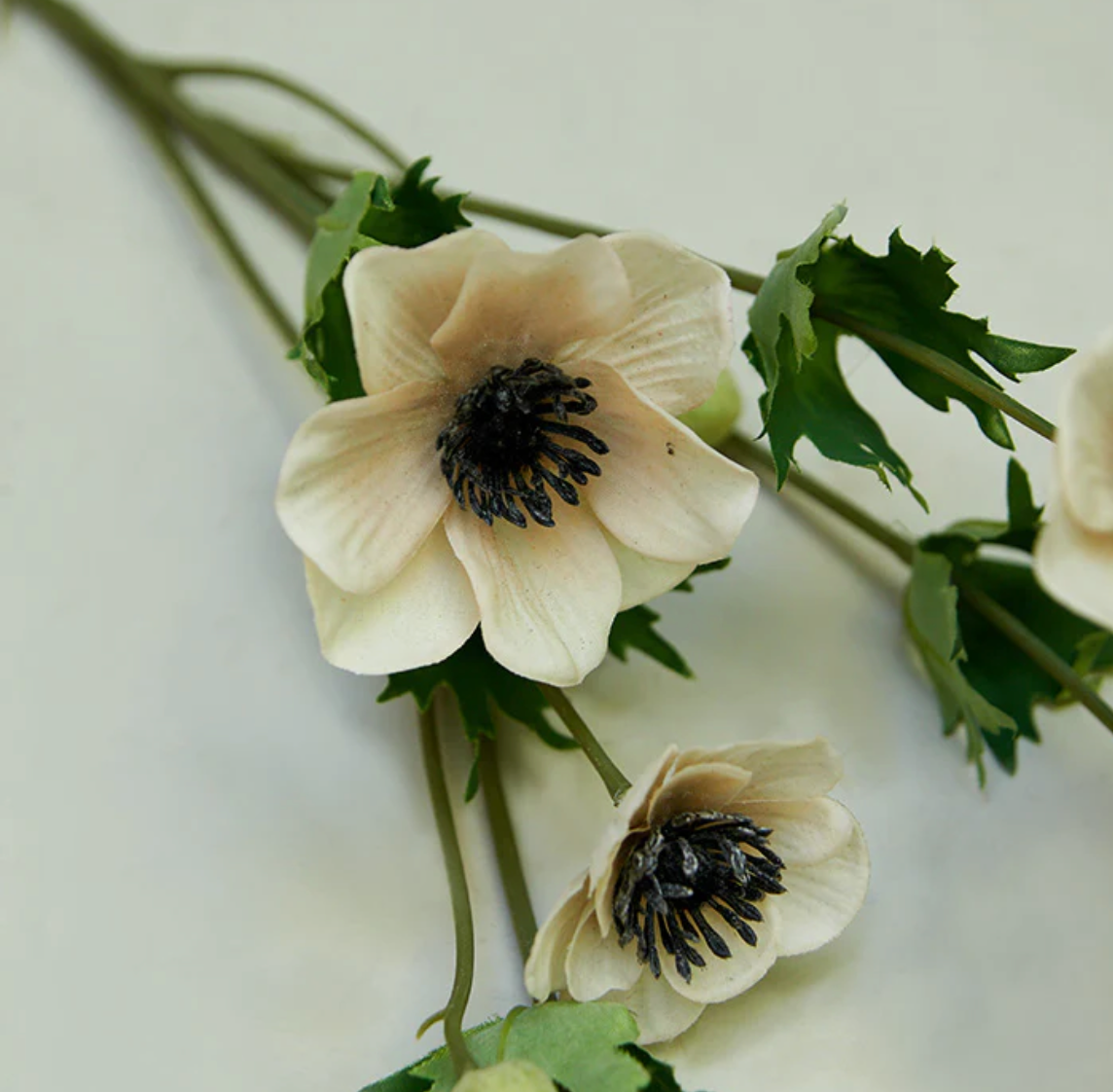 Anemone Stem Peony Lane