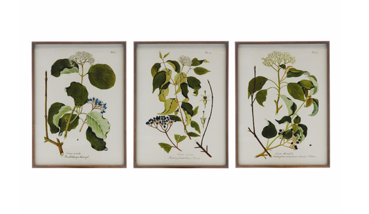 Framed Botanical Print