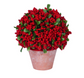 Red Berry Potted Plant