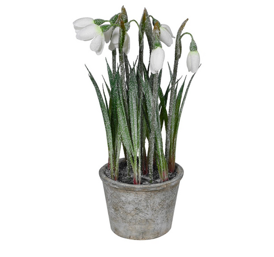 White Frosted Snowdrop Plant