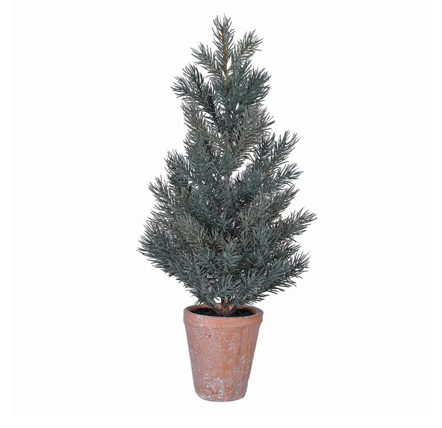 Pine Tree in Terracotta Pot