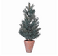 Pine Tree in Terracotta Pot
