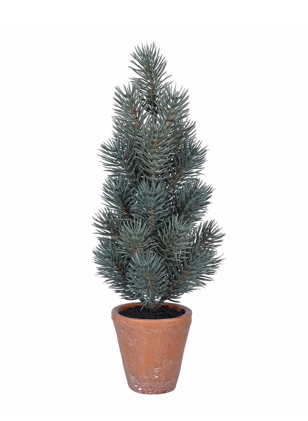 Juniper Tree In Potted Plant