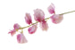 Pink Sweet Pea