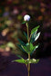 White Peony Bud Stem