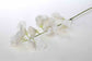 White Sweet Pea