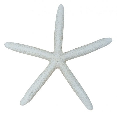 Starfish Decoration