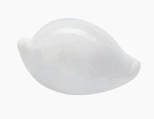 White Ovula Shell