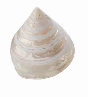 Trocha Shell Pearlised