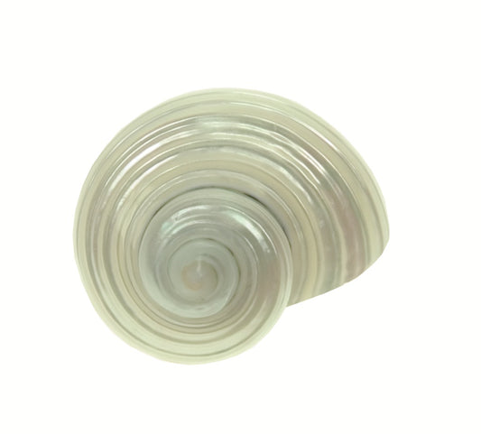 Turbo Silvermouth Shell