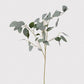 Silver Dollar Eucalyptus 
