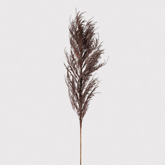 Dark Brown Dried Reed