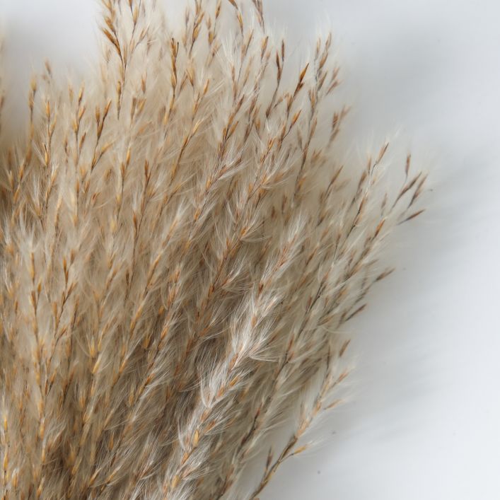 Fluffy Reed Bunch