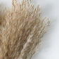 Fluffy Reed Bunch