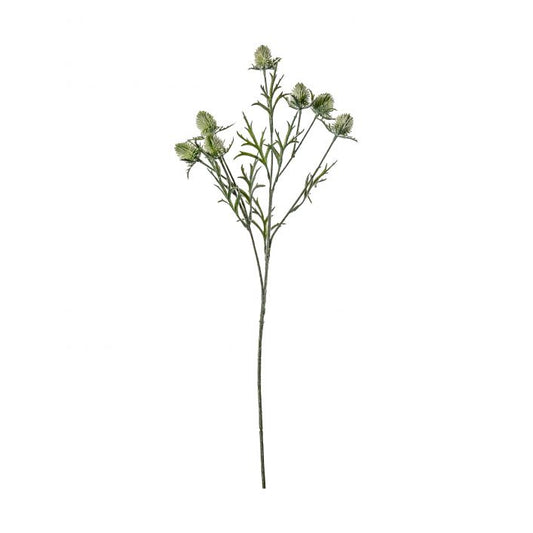 Green Thistle