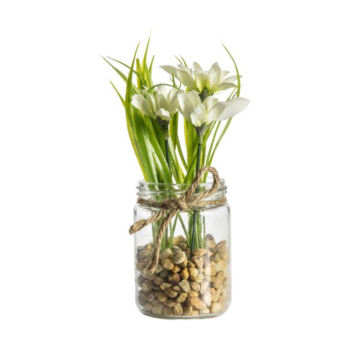 Potted Snowdrop