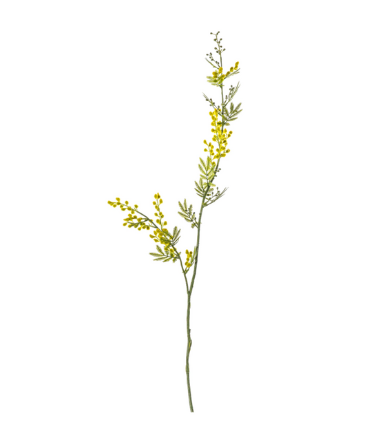 Mimosa Yellow Stem